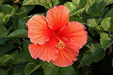 《碧蓝幻想Versus：崛起》神将阿妮拉预告片公布